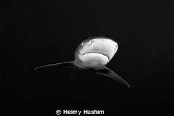 longimanus by Helmy Hashim 